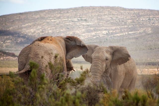 Aquila Private Game Reserve | Cape Town | Safari