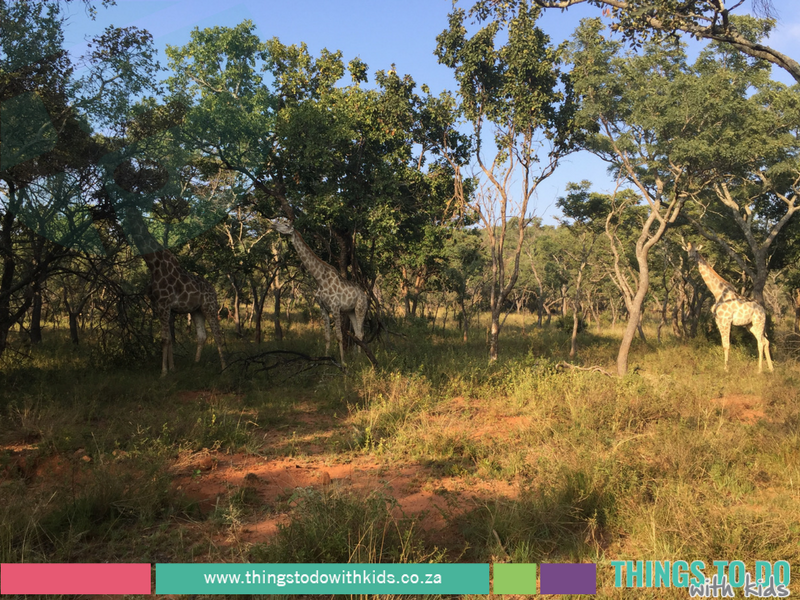 Kololo Game Reserve|Getaway|Things to do with Kids