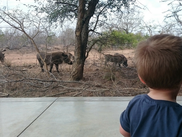 Our Bushveld Safari Adventure WithKids