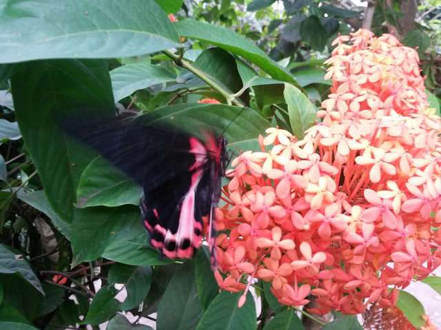 Excursions: Butterfly World