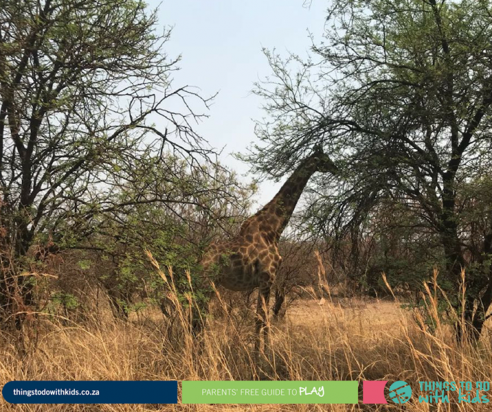 Dinokeng | Family Getaway | Things to do with Kids