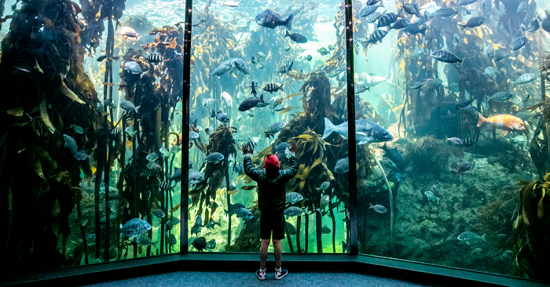 Visit the Two Oceans Aquarium during “low tide”