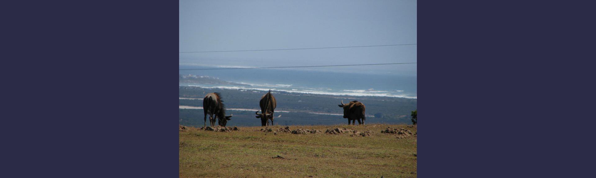 Buffelsfontein Game &amp; Nature Reserve West Coast wildebeest