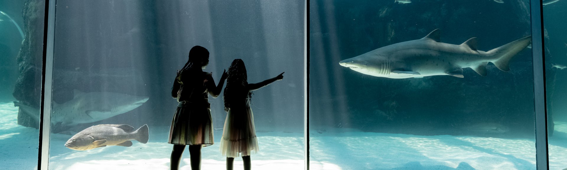 Two girls looking at fish - Two Oceans Aquarium