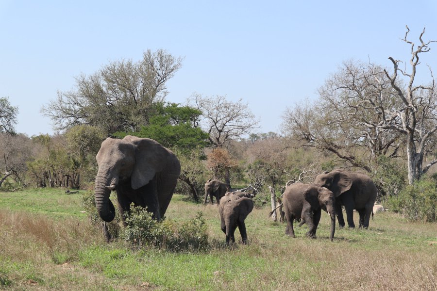 Kruger National Park | Things to do With Kids