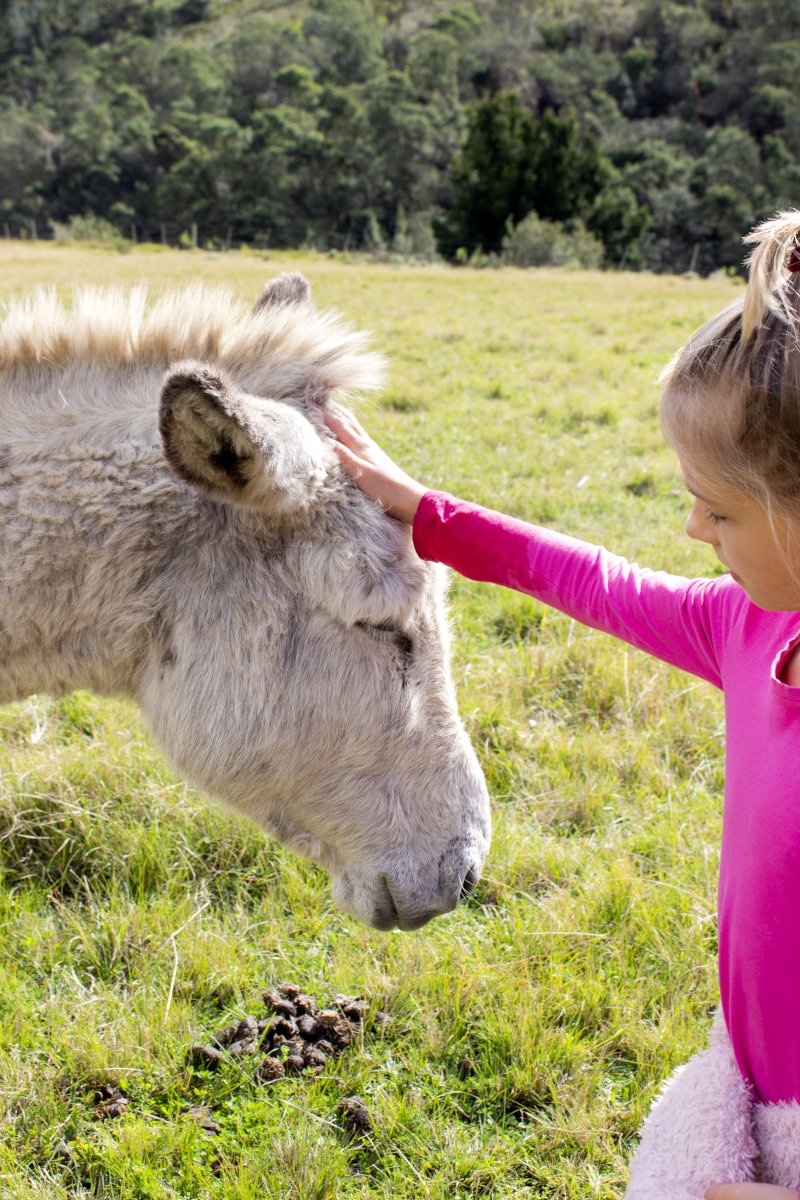 Horses | Swellendam Buffeljags | Family Friendly Farmstay | Things to do with Kids