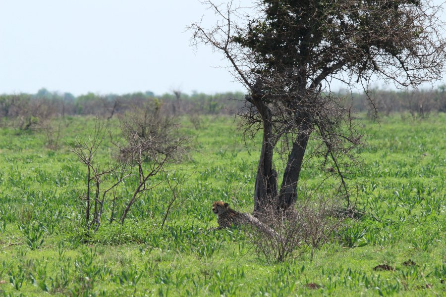 Kruger National Park | Things to do With Kids