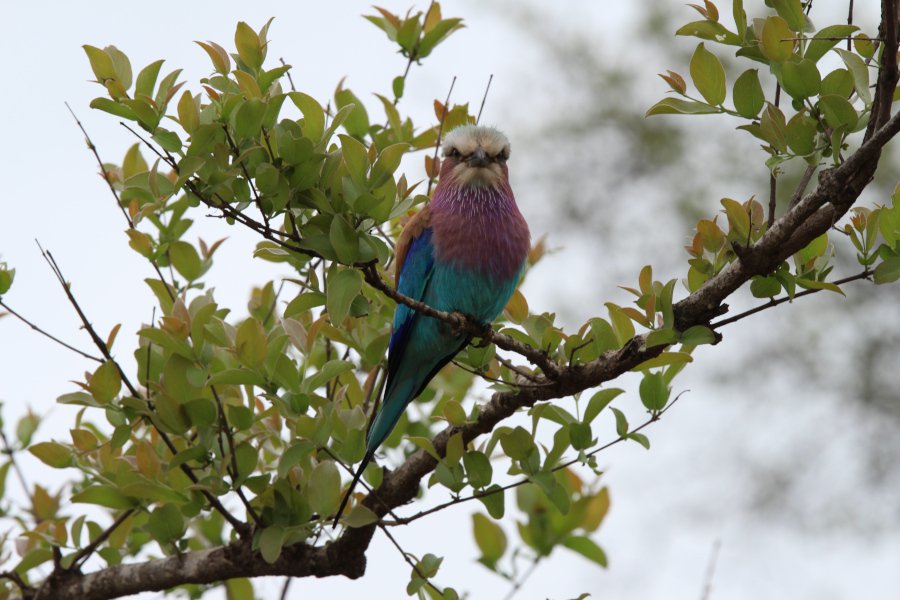 Kruger National Park | Things to do With Kids