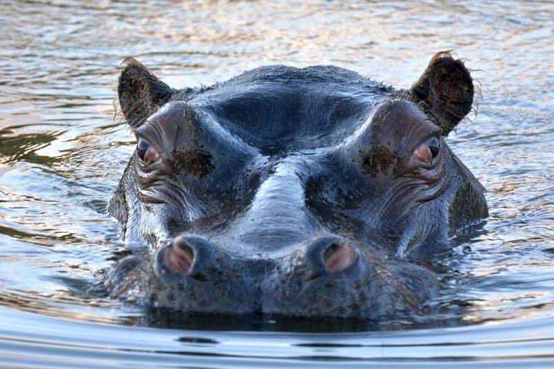 Seekoe Hippopotamus Northern Cape