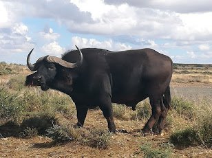 Big 5 Buffalo | Karoo Gariep Game Farm | Things to do With Kids
