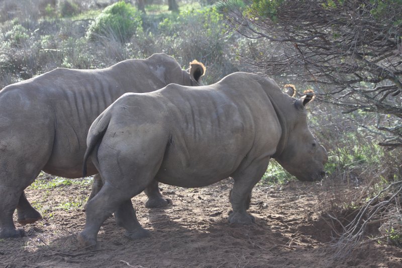 Rhino Buffelsdrift | Big 5 Game Drive Safari | Explore Buffelsfontein and the Cape West Coast | Things to do with Kids