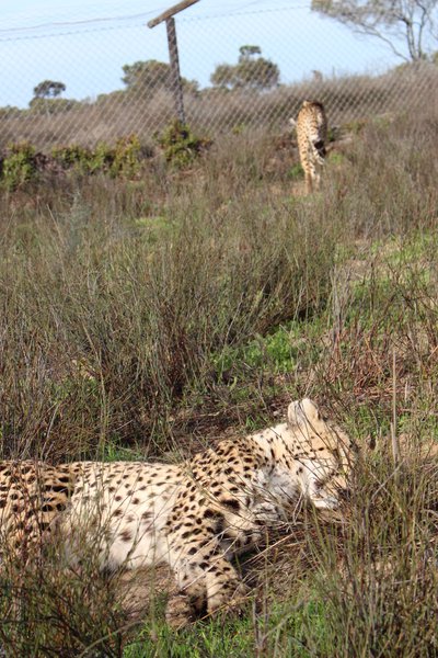 Cheetah Big 5 Game Drive Safari | Explore Buffelsfontein and the Cape West Coast | Things to do with Kids