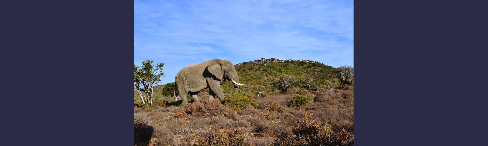 Kuzuko Safari Holiday Accommodation South Africa | Things to do With kids