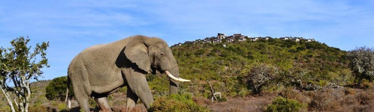Kuzuko Big 5 Family Safari Holiday Accommodation South Africa | Things to do With kids