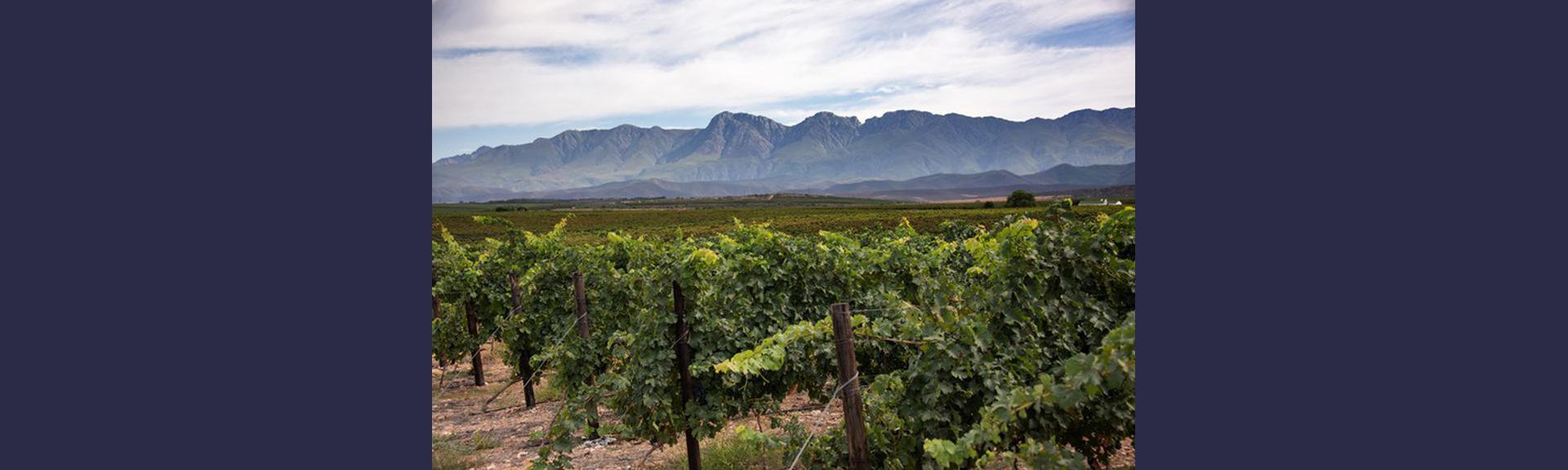 Robertson Wine Valley | Robertson | Wine Farms | Events