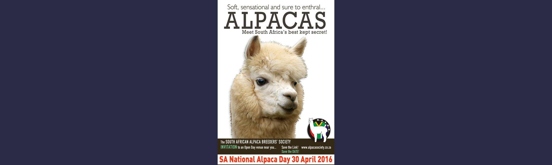 National Alpaca Day @ The Alpaca Loom