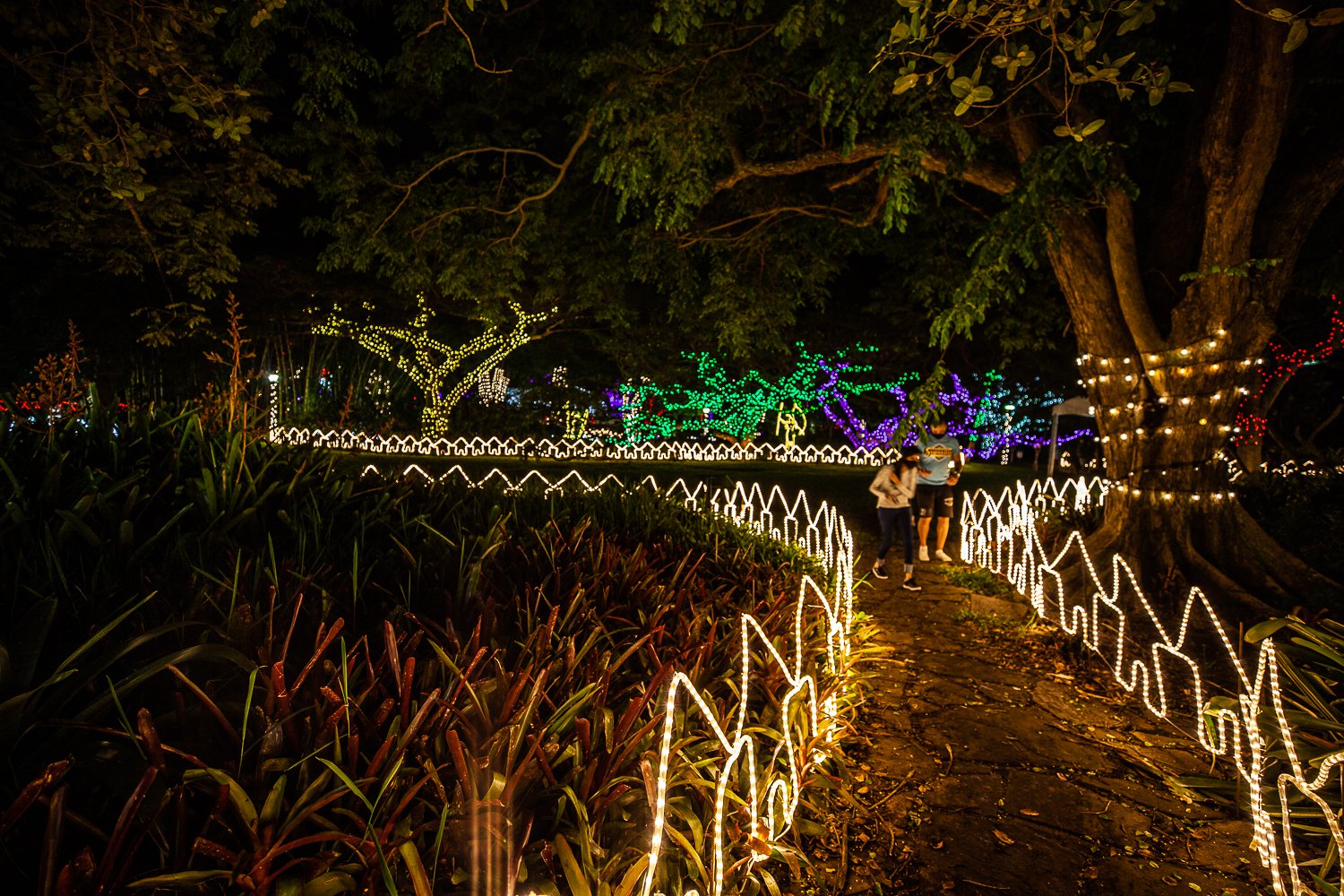 Trail Of Lights | Durban Botanical Gardens