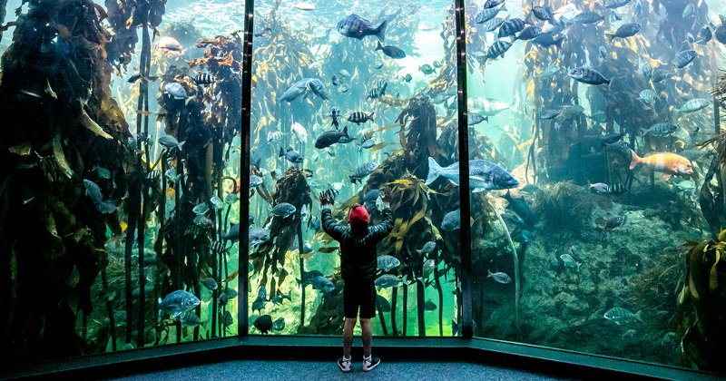 Two Oceans Aquarium | Indoor entertainment ideas | Things to do in Cape Town With Kids