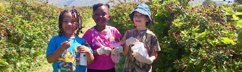 Berry Picking at Wildebraam | Cape Town | What's on this summer