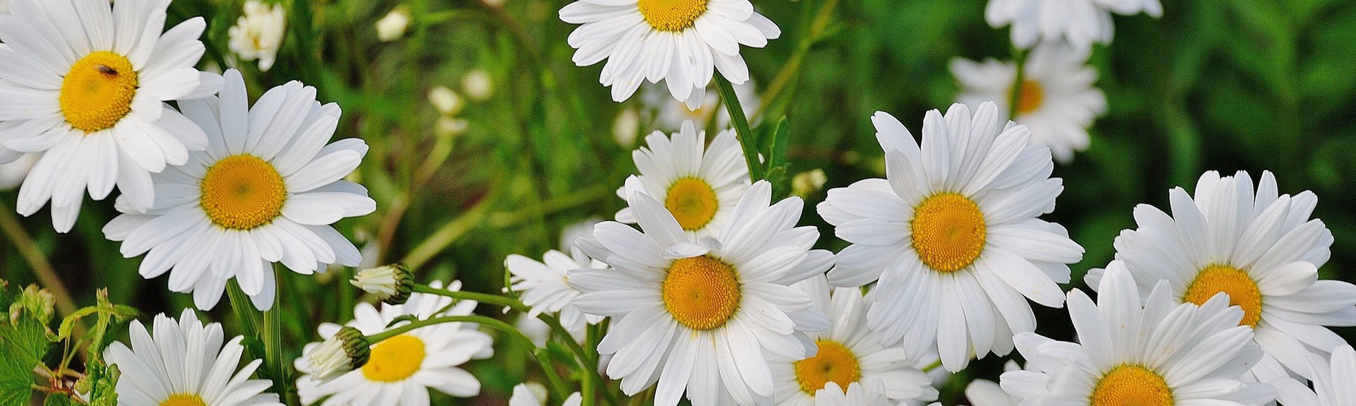 Namaqualand Flower Festival 2019 | Western Cape | Things to do With Kids