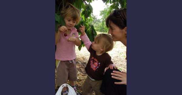 PICK-YOUR-OWN CHERRIES 2015