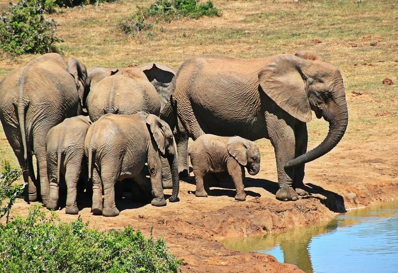 Travel Calendar|South Africa|Things to do with Kids