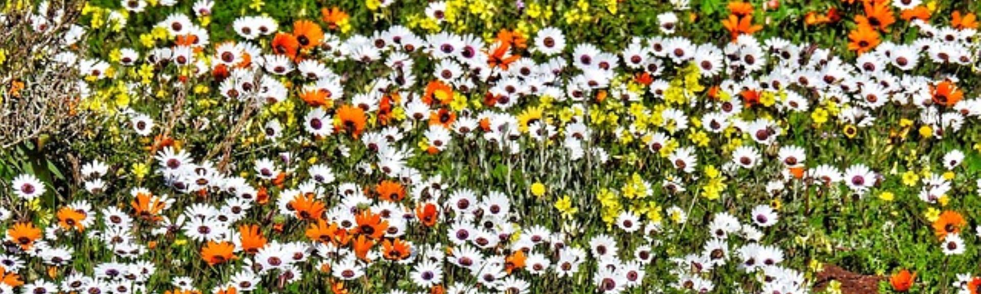 Darling Wildflower Show | Darling | Things to do With Kids