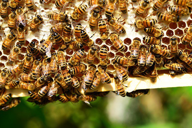 Bee-autiful experiences 