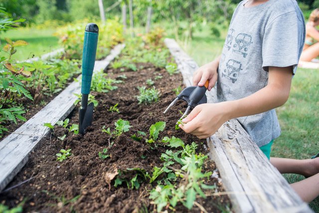 Grow Kid-friendly water wise Garden | Things To Do With Kids | Kids Activities