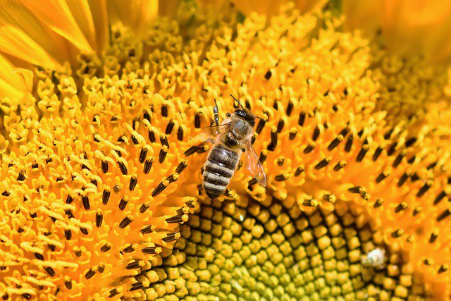 Bee-autiful experiences | Western Cape | Excursions | Learn with kids