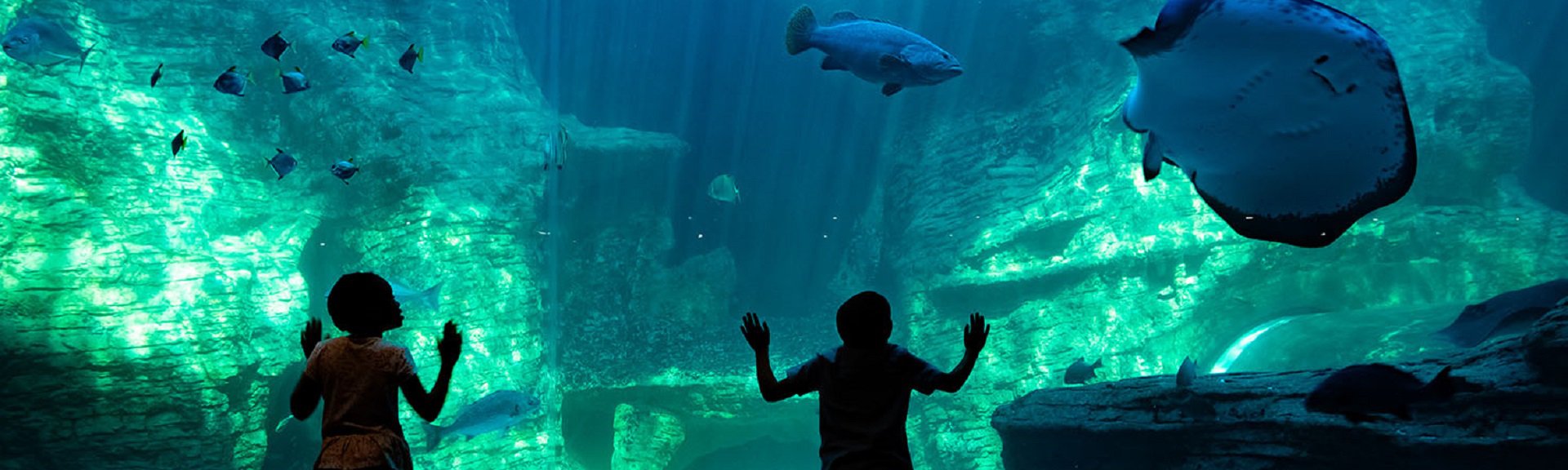 Two Oceans Aquarium | Cape Town | Kids Activities