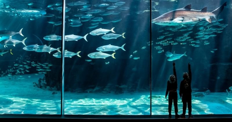 Edutainment Two Oceans Aquarium | Cape Town kids activities