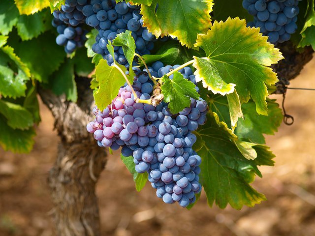 Top 6 Child-Friendly Stellenbosch Wine Farms