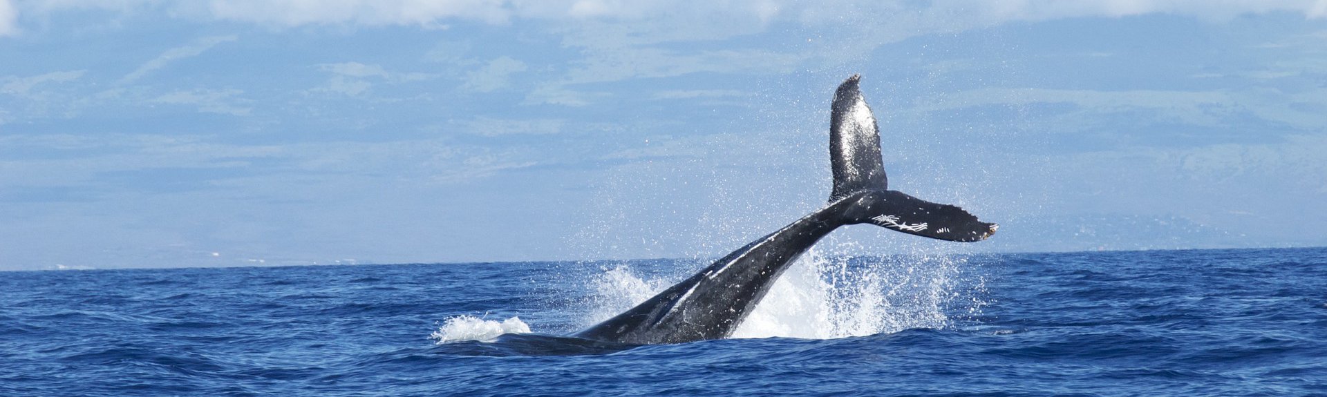Hermanus Whale Festival | Cape Town | Things to do With Kids