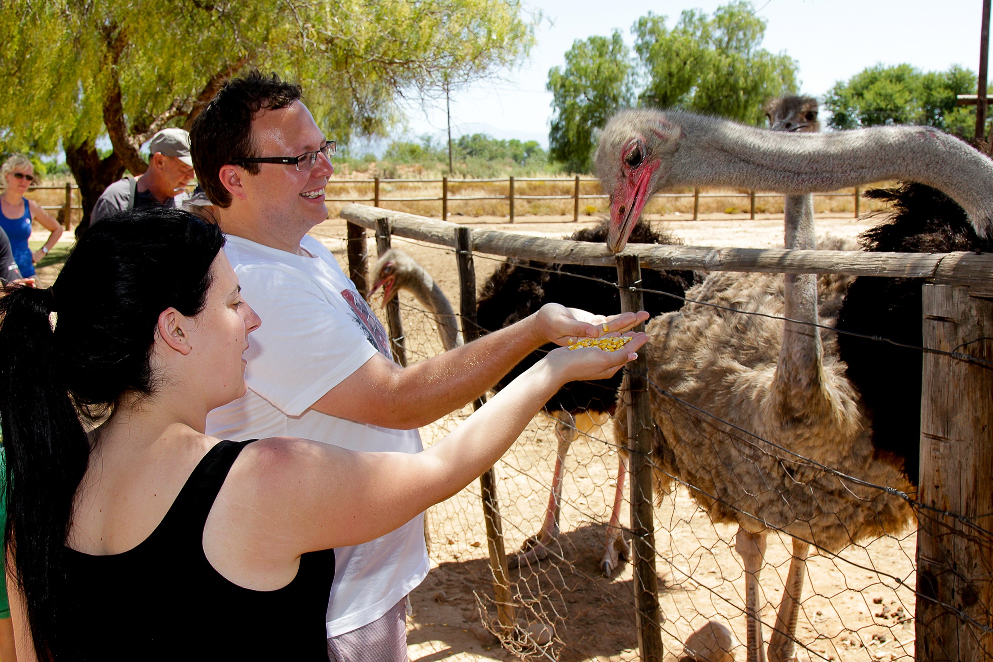 Win a Ostrich Tour plus Burger & Chips for a Family of 4 at Highgate Ostrich Show Farm