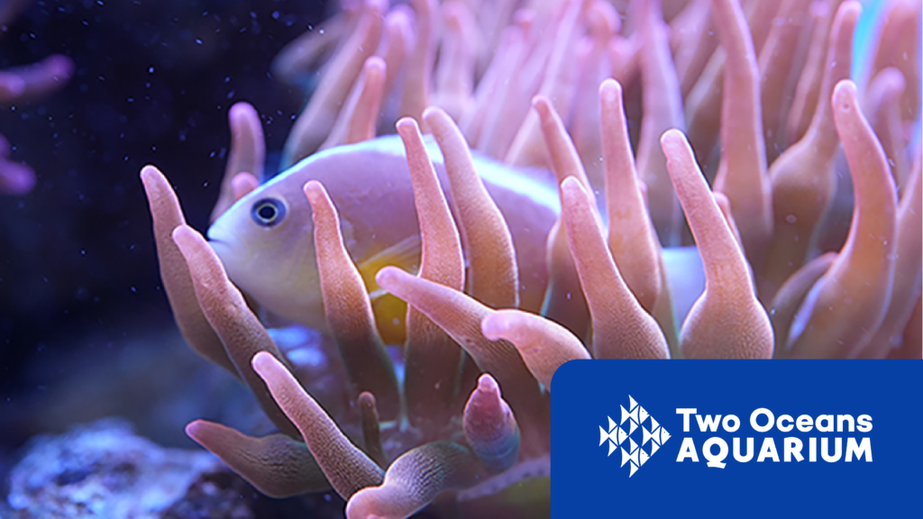 Two Oceans Aquarium marine life image showing a small fish swimming among soft pink coral, highlighting ocean wonder for families.